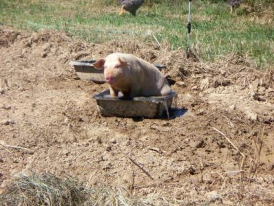 Things I Never Knew About Farming Image